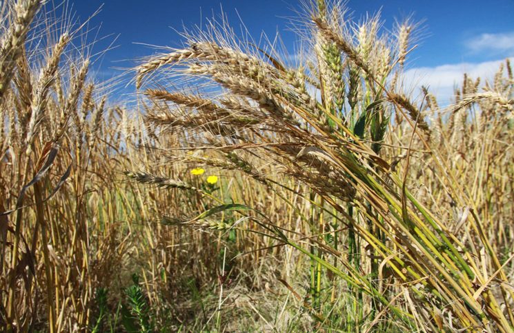 Super El Niño reforça urgência do seguro rural 