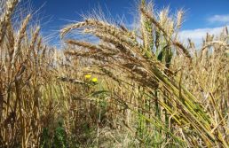 Super El Niño reforça urgência do seguro rural 